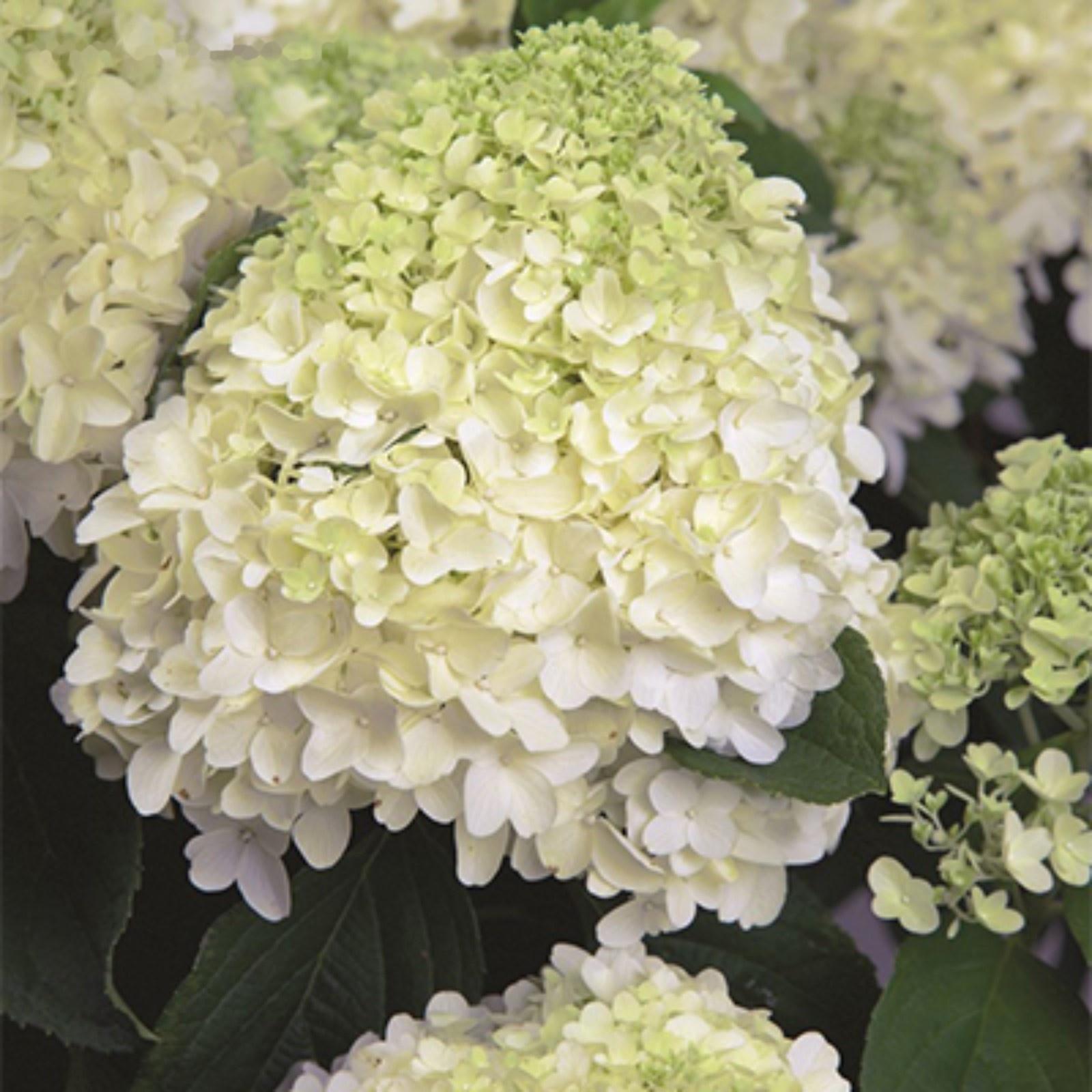 Гортензия метельчатая Патио Люкс 