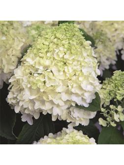 Гортензия метельчатая Патио Люкс 