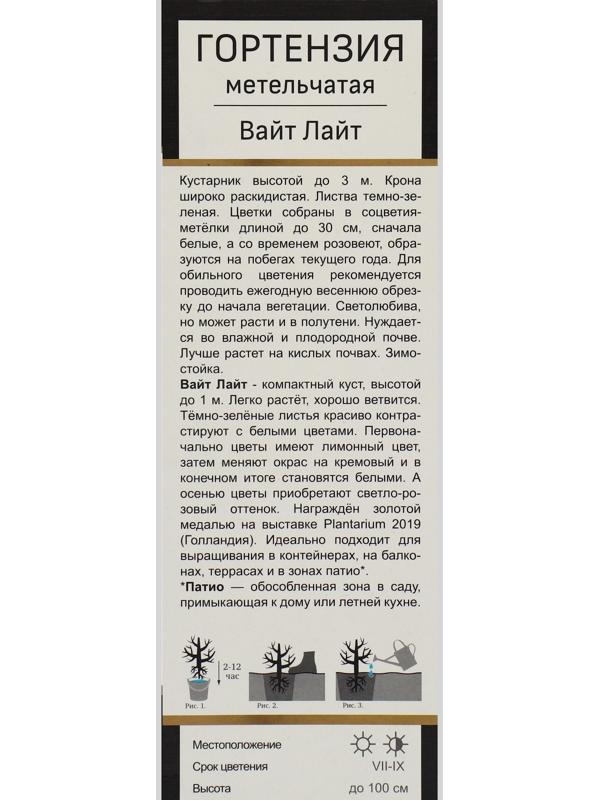 Гортензия метельчатая Патио Люкс 