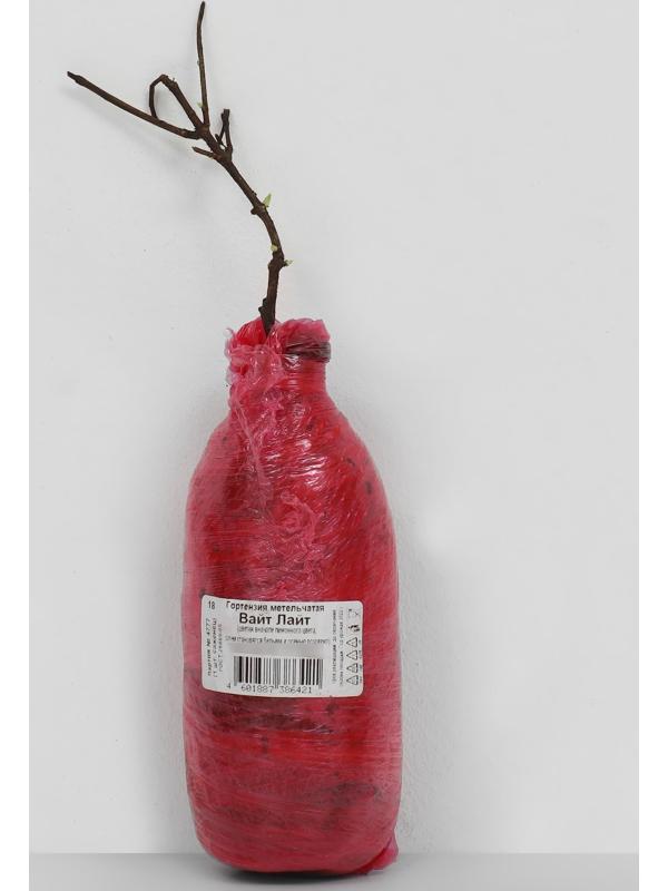 Гортензия метельчатая Патио Люкс 