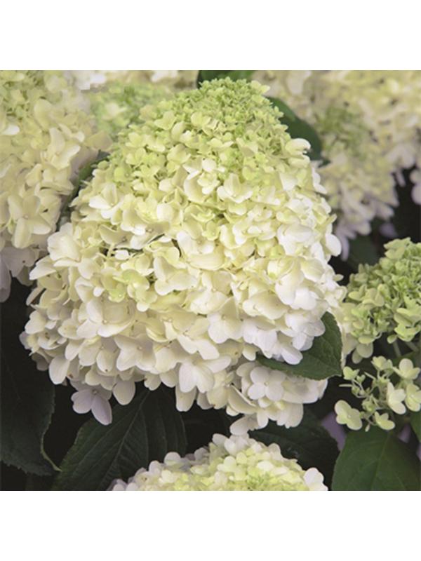 Гортензия метельчатая Патио Люкс 
