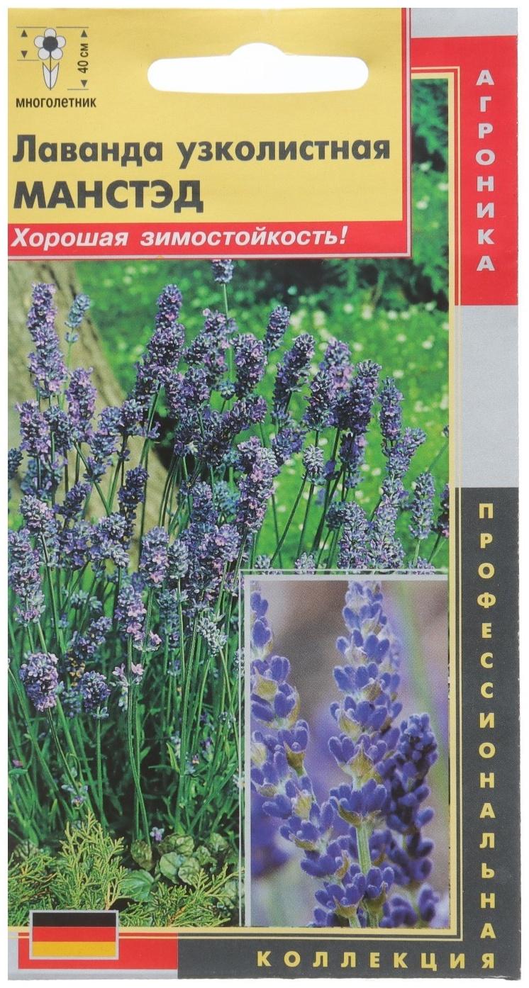 Лаванда узколистная Манстэд (Отлично зарекомендовавший себя среди профессионалов холодостойк