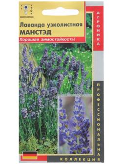 Лаванда узколистная Манстэд (Отлично зарекомендовавший себя среди профессионалов холодостойк