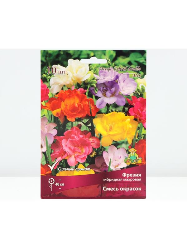 Фрезия гибридная махровая Смесь окрасок, р-р 5/6, 10 шт, Весна 2024