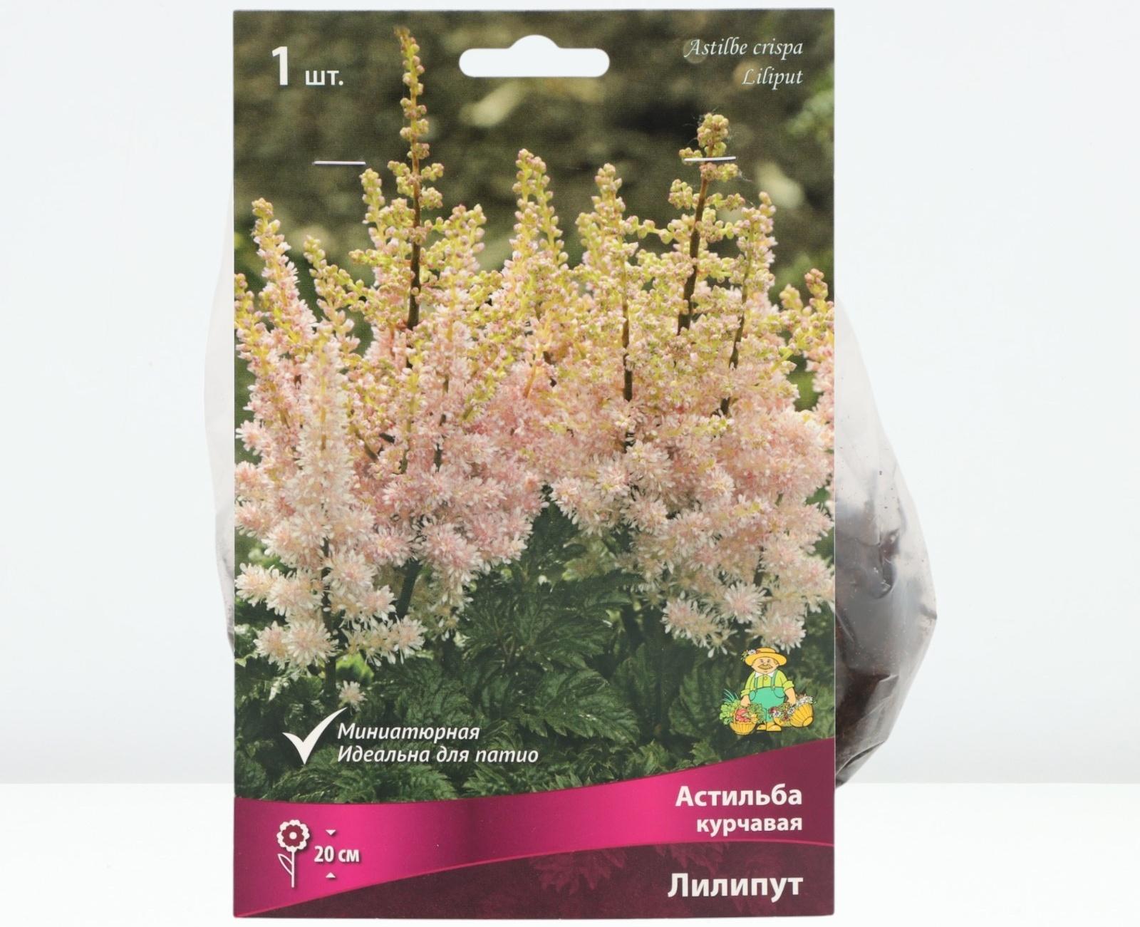Астильба курчавая Лилипут, р-р I, 1 шт, Весна 2024