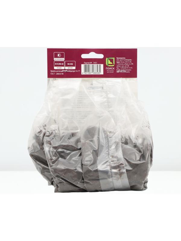 Астильба курчавая Лилипут, р-р I, 1 шт, Весна 2024