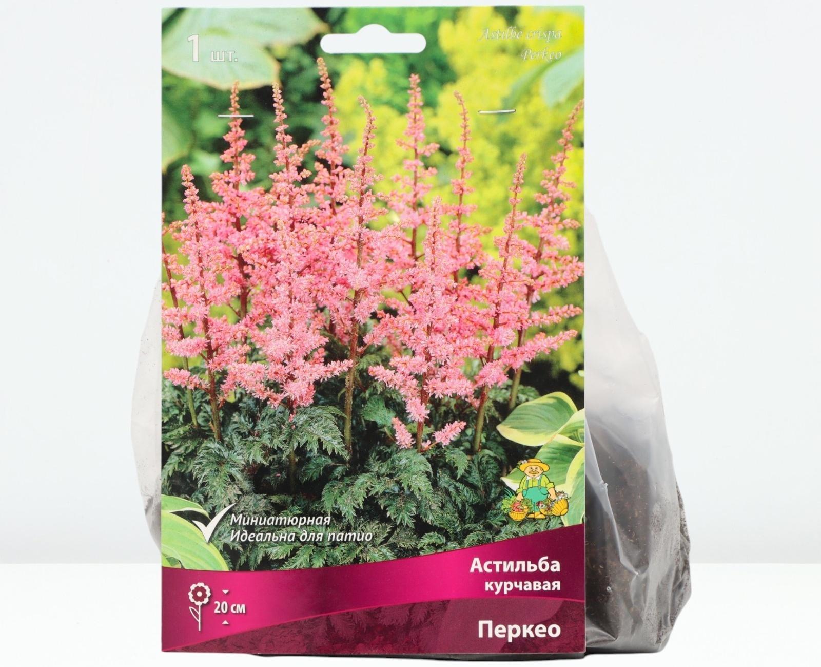 Астильба курчавая Перкео, р-р I, 1 шт, Весна 2024