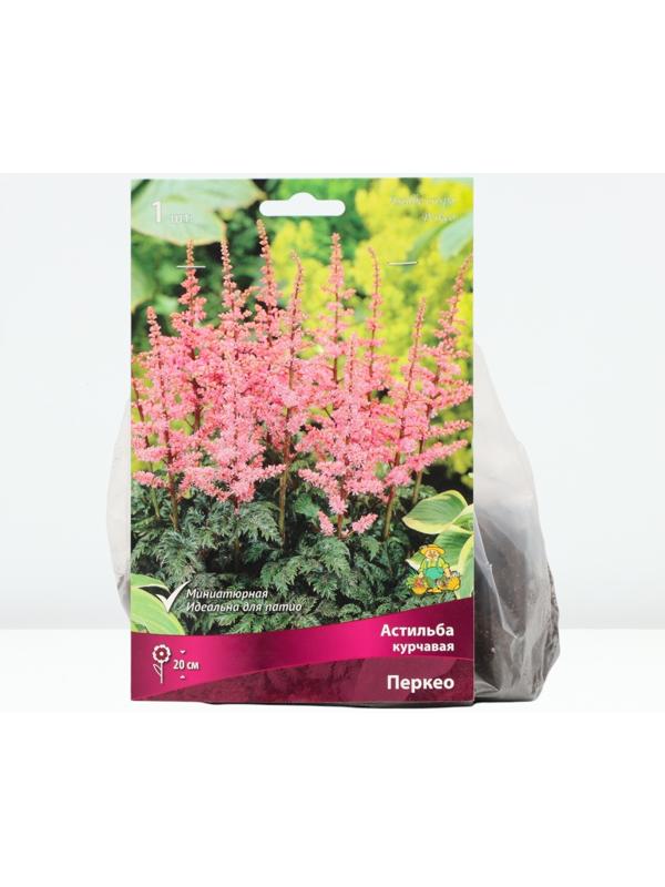 Астильба курчавая Перкео, р-р I, 1 шт, Весна 2024