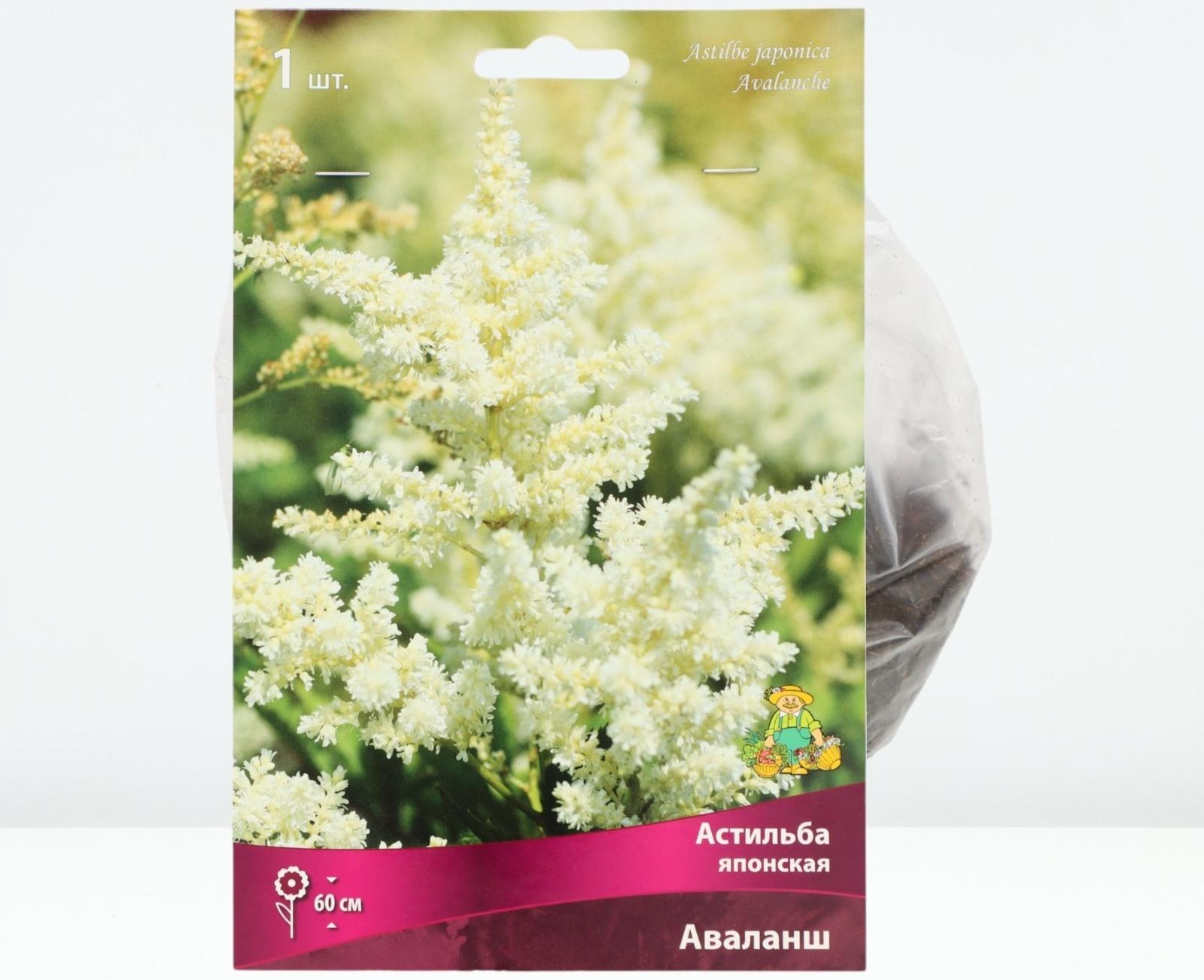Астильба японская Аваланш, р-р I, 1 шт, Весна 2024