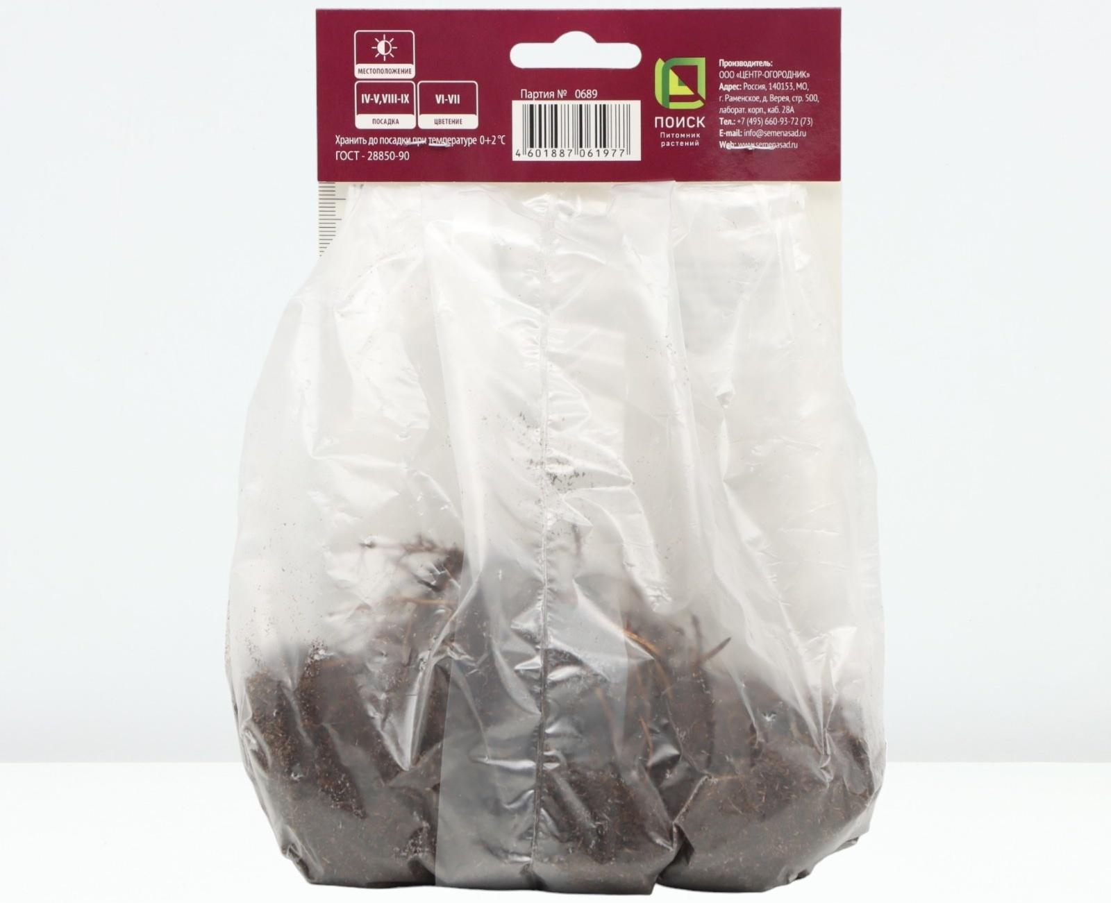 Астильба японская Аваланш, р-р I, 1 шт, Весна 2024