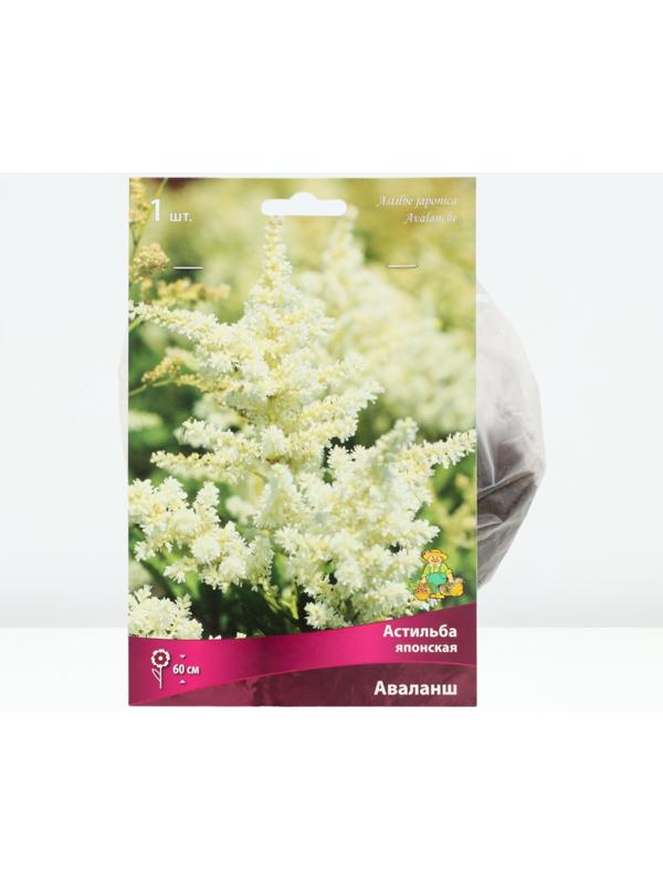 Астильба японская Аваланш, р-р I, 1 шт, Весна 2024