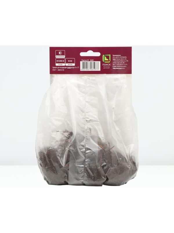 Астильба японская Аваланш, р-р I, 1 шт, Весна 2024