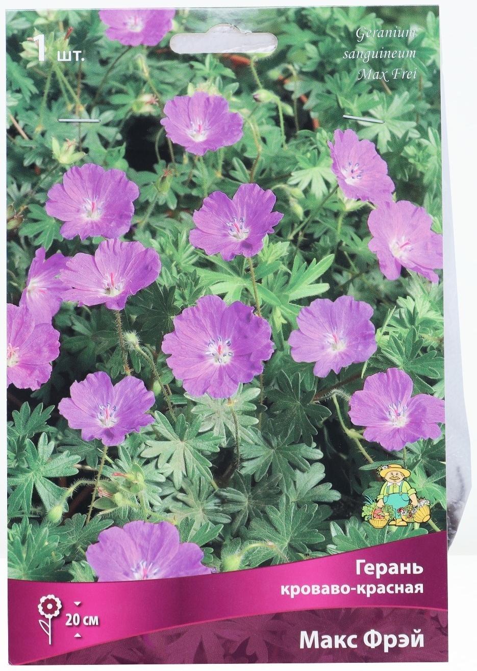 Герань кроваво-красная Макс Фрэй, р-р I, 1 шт, Весна 2024
