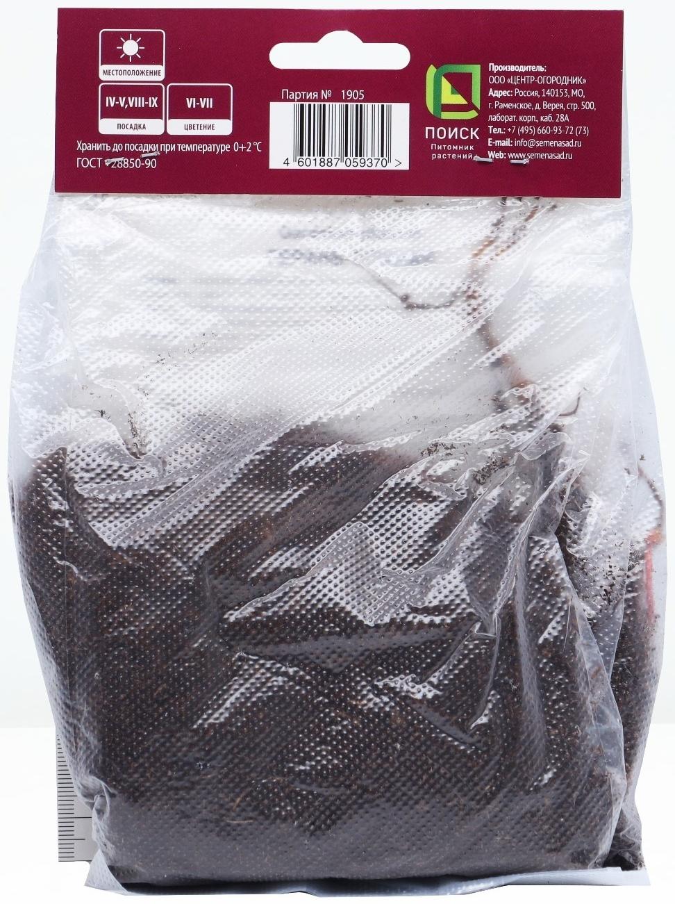 Герань тёмная Самобор, р-р I, 1 шт, Весна 2024