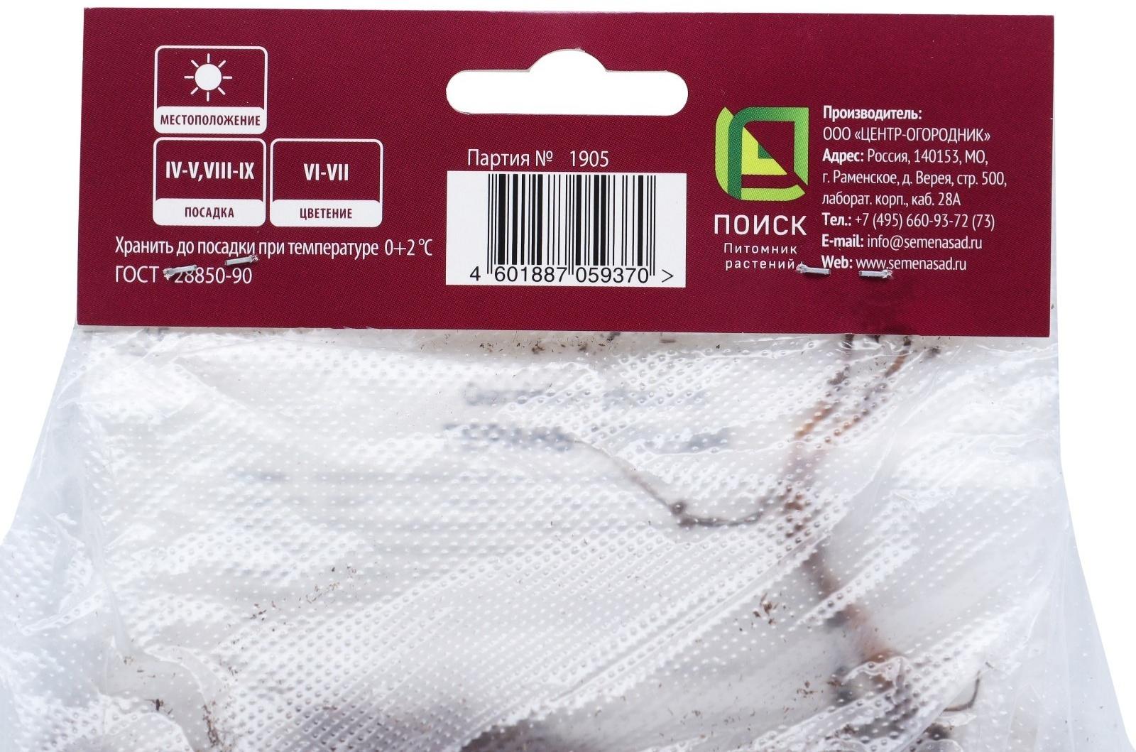 Герань тёмная Самобор, р-р I, 1 шт, Весна 2024