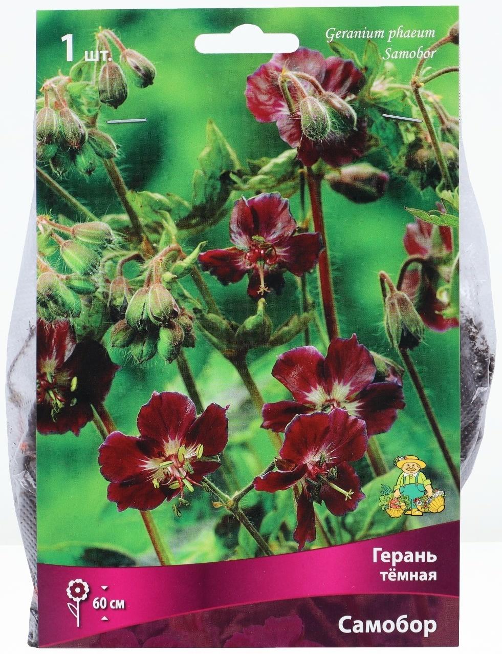 Герань тёмная Самобор, р-р I, 1 шт, Весна 2024
