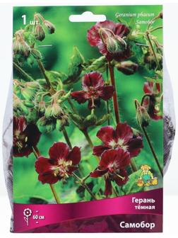 Герань тёмная Самобор, р-р I, 1 шт, Весна 2024