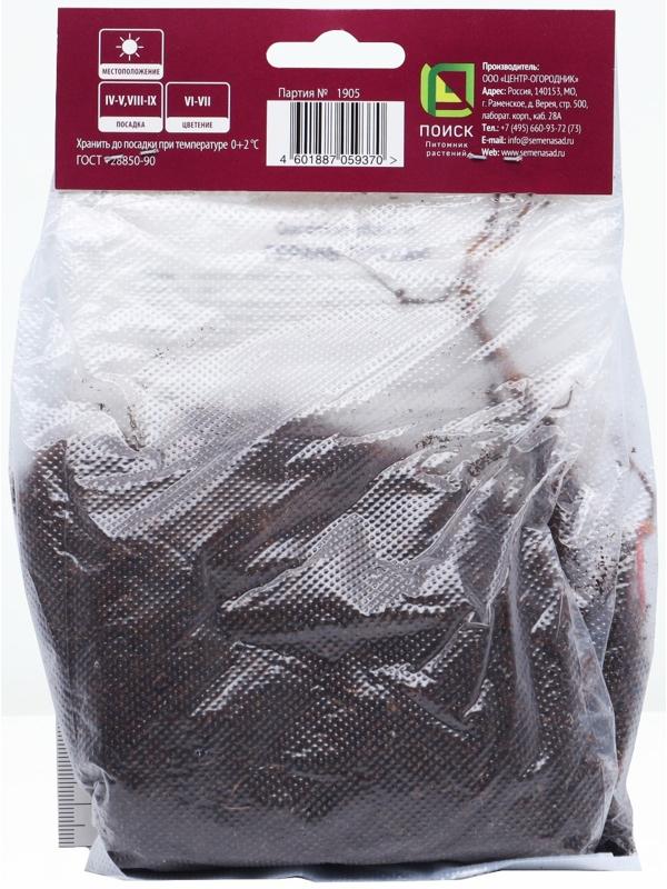 Герань тёмная Самобор, р-р I, 1 шт, Весна 2024