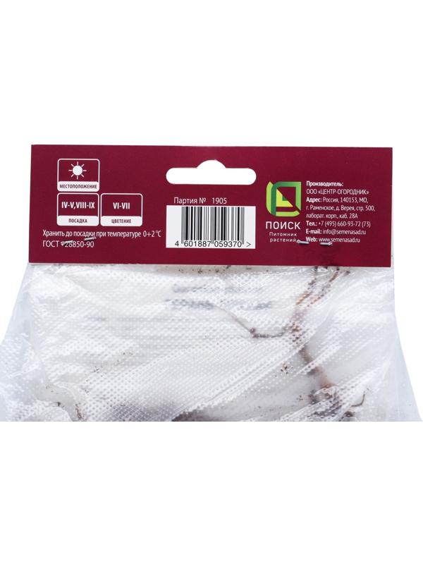 Герань тёмная Самобор, р-р I, 1 шт, Весна 2024