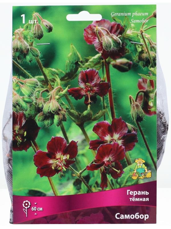 Герань тёмная Самобор, р-р I, 1 шт, Весна 2024