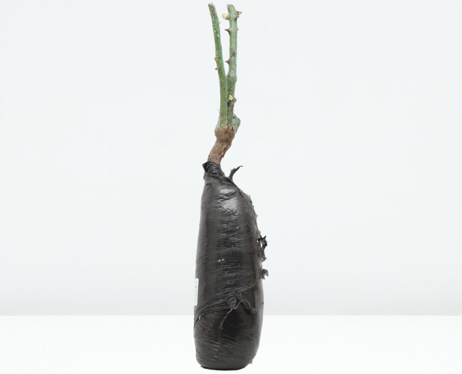 Саженец Роза парковая 