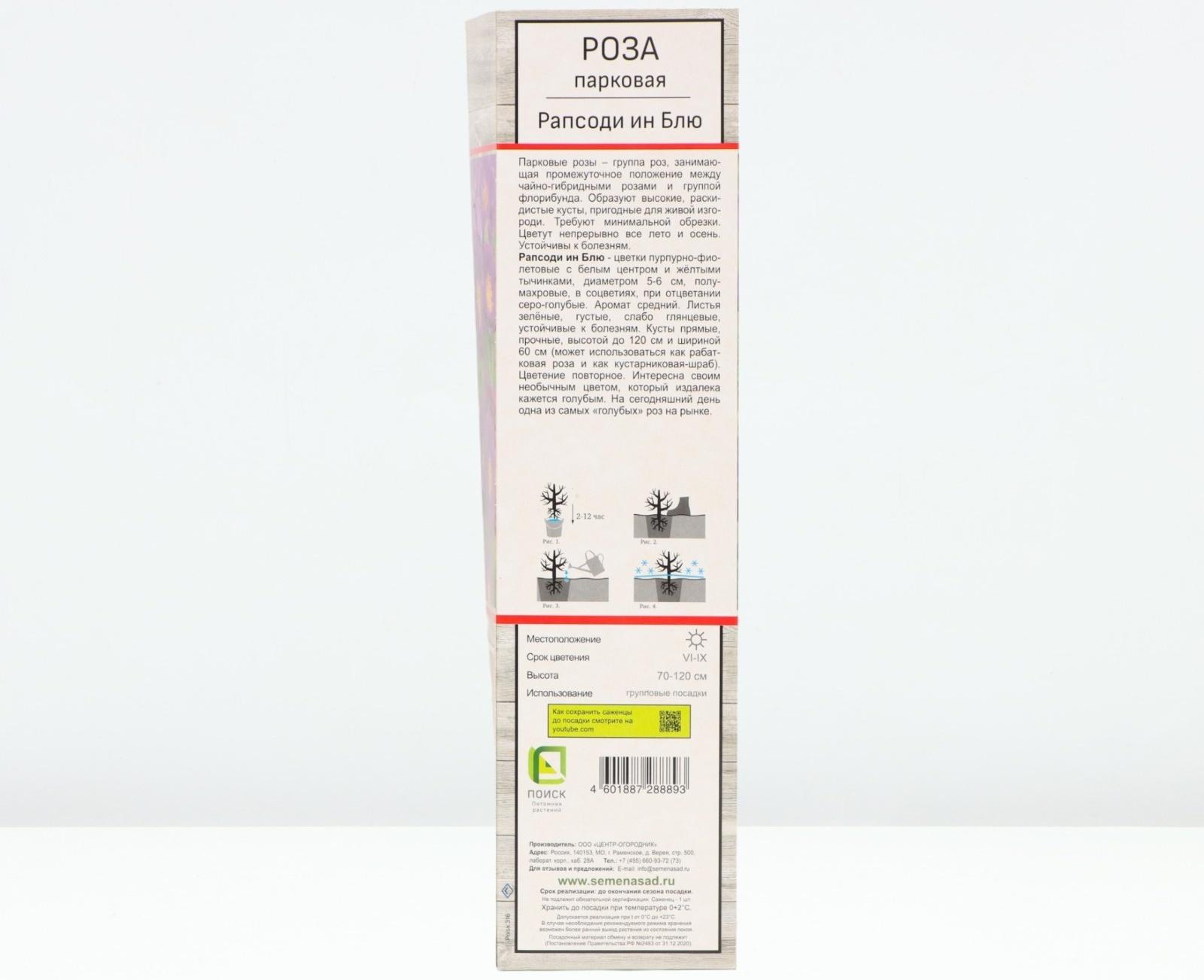 Саженец Роза парковая 