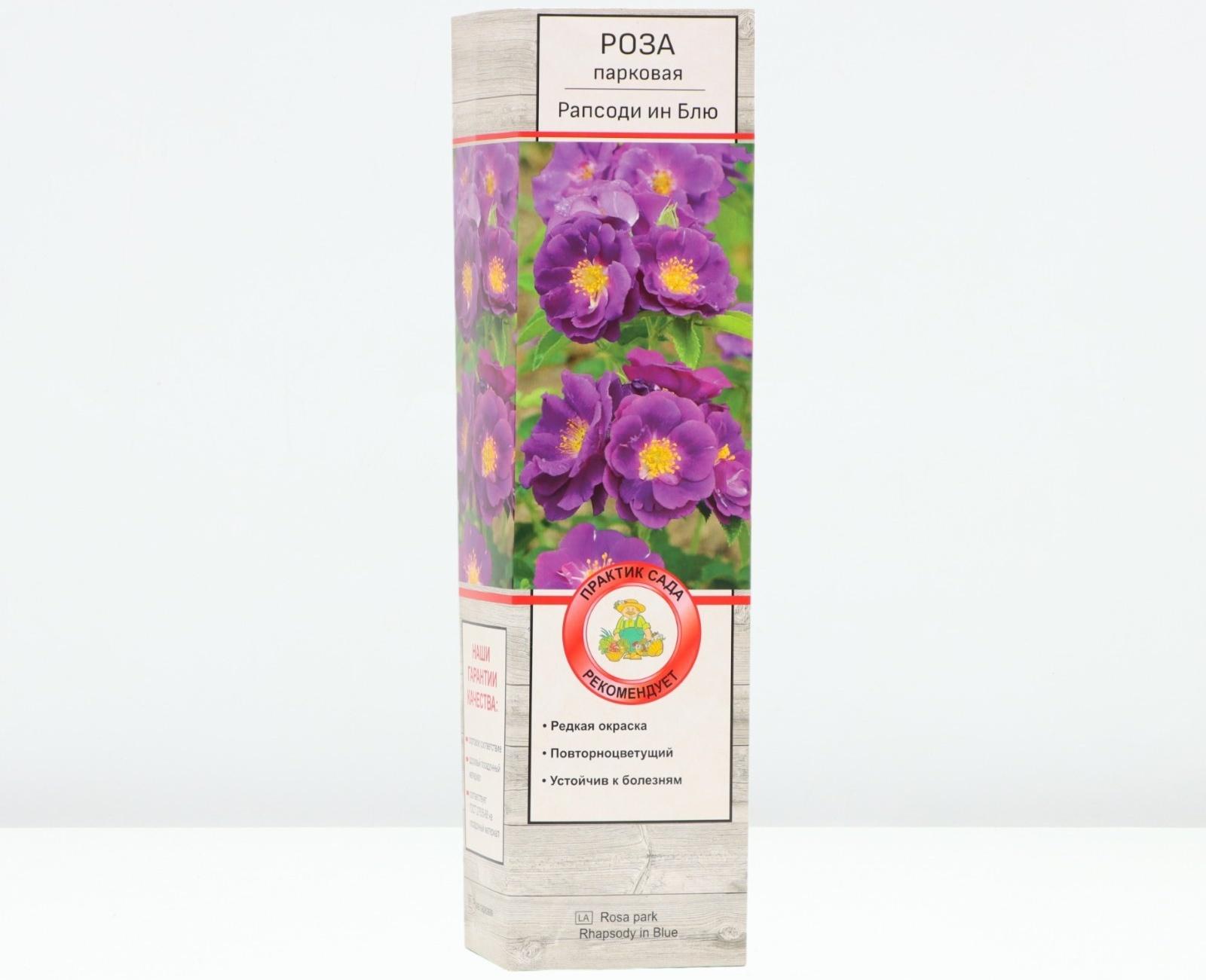 Саженец Роза парковая 