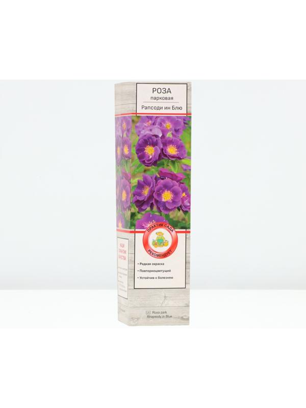 Саженец Роза парковая 