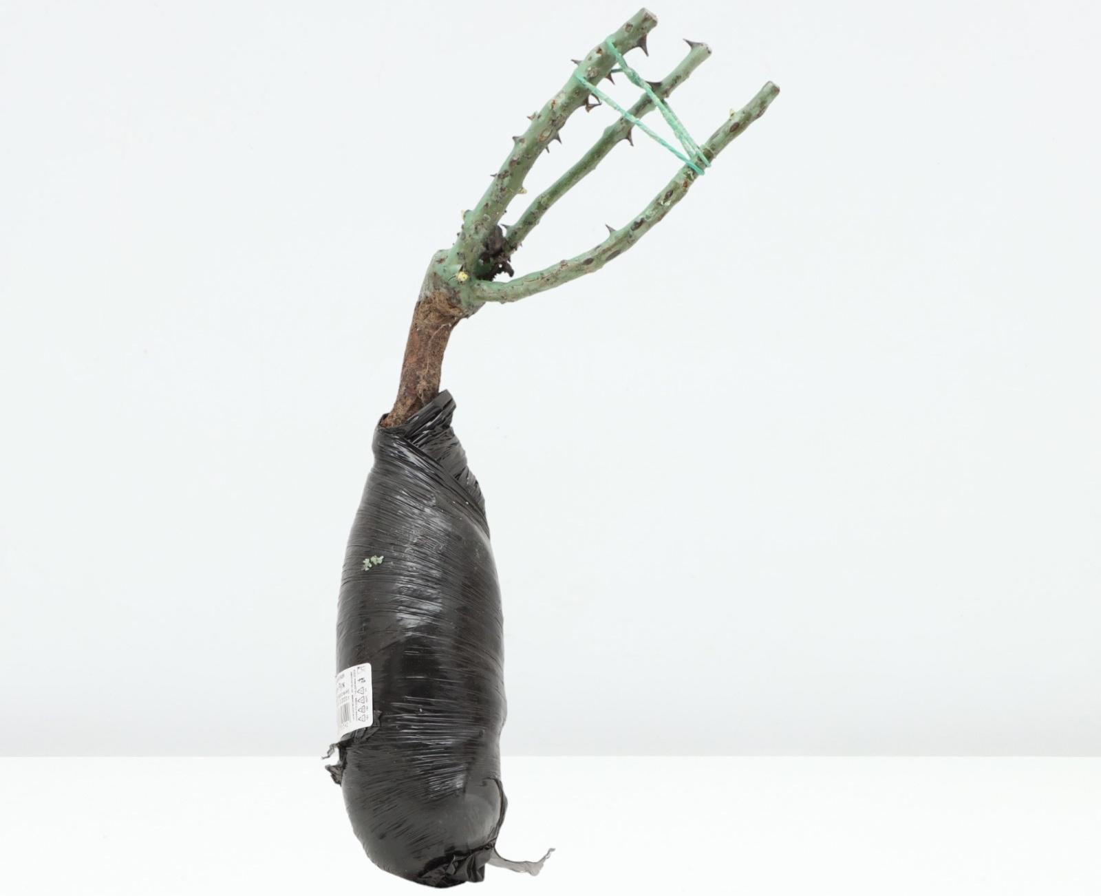 Саженец Роза парковая 