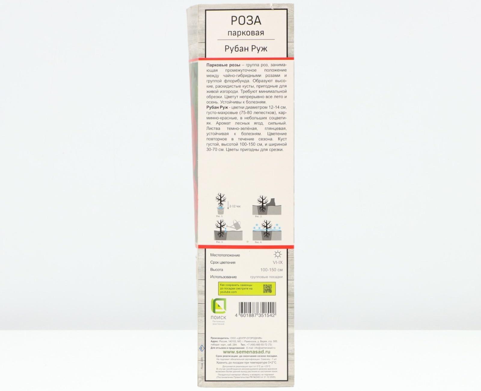 Саженец Роза парковая 