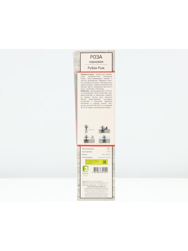 Саженец Роза парковая 
