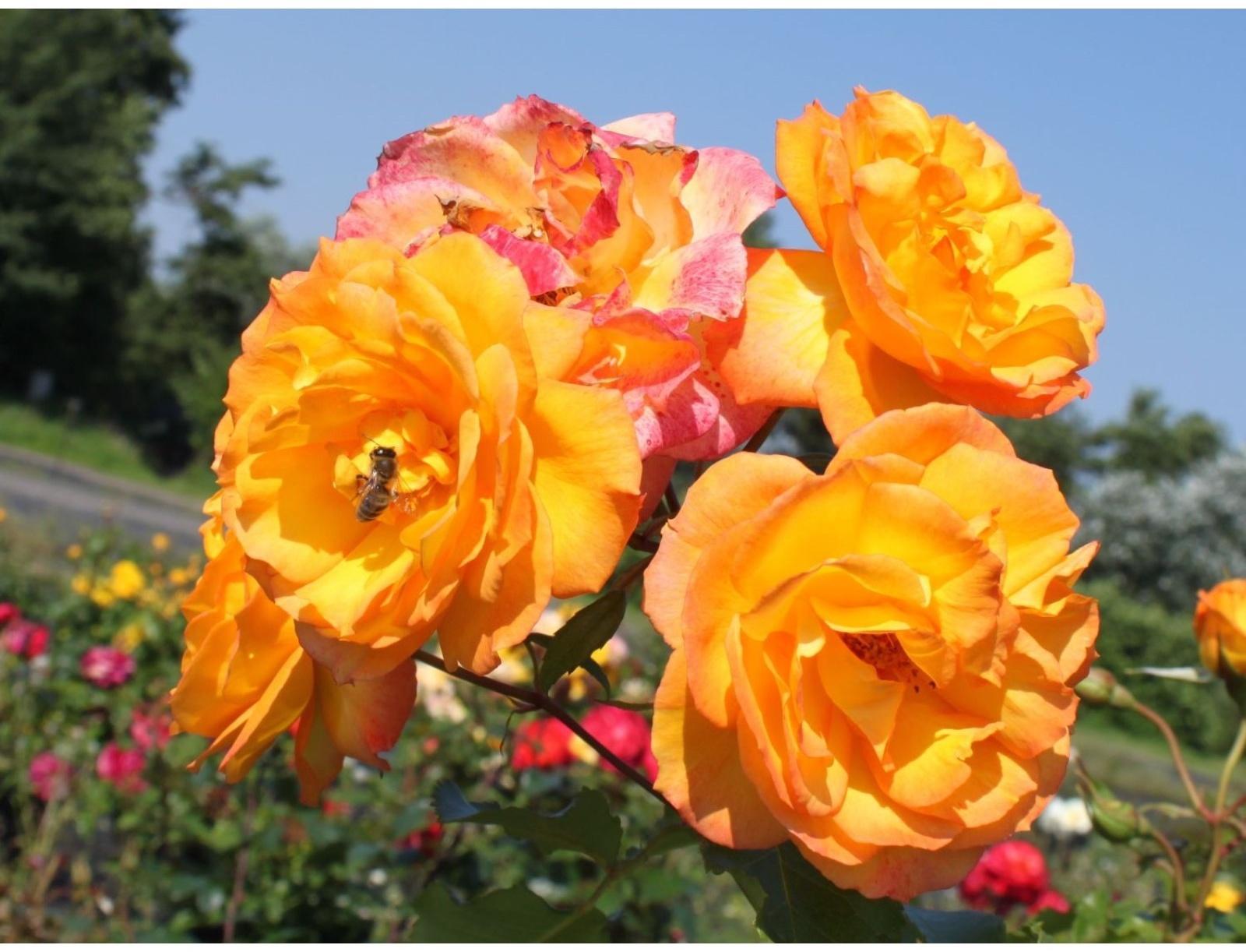 Саженец Роза парковая 