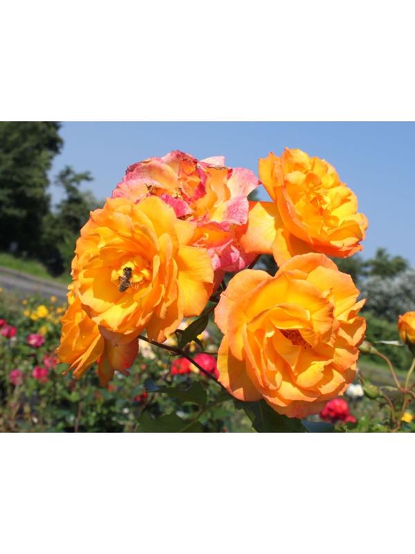 Саженец Роза парковая 