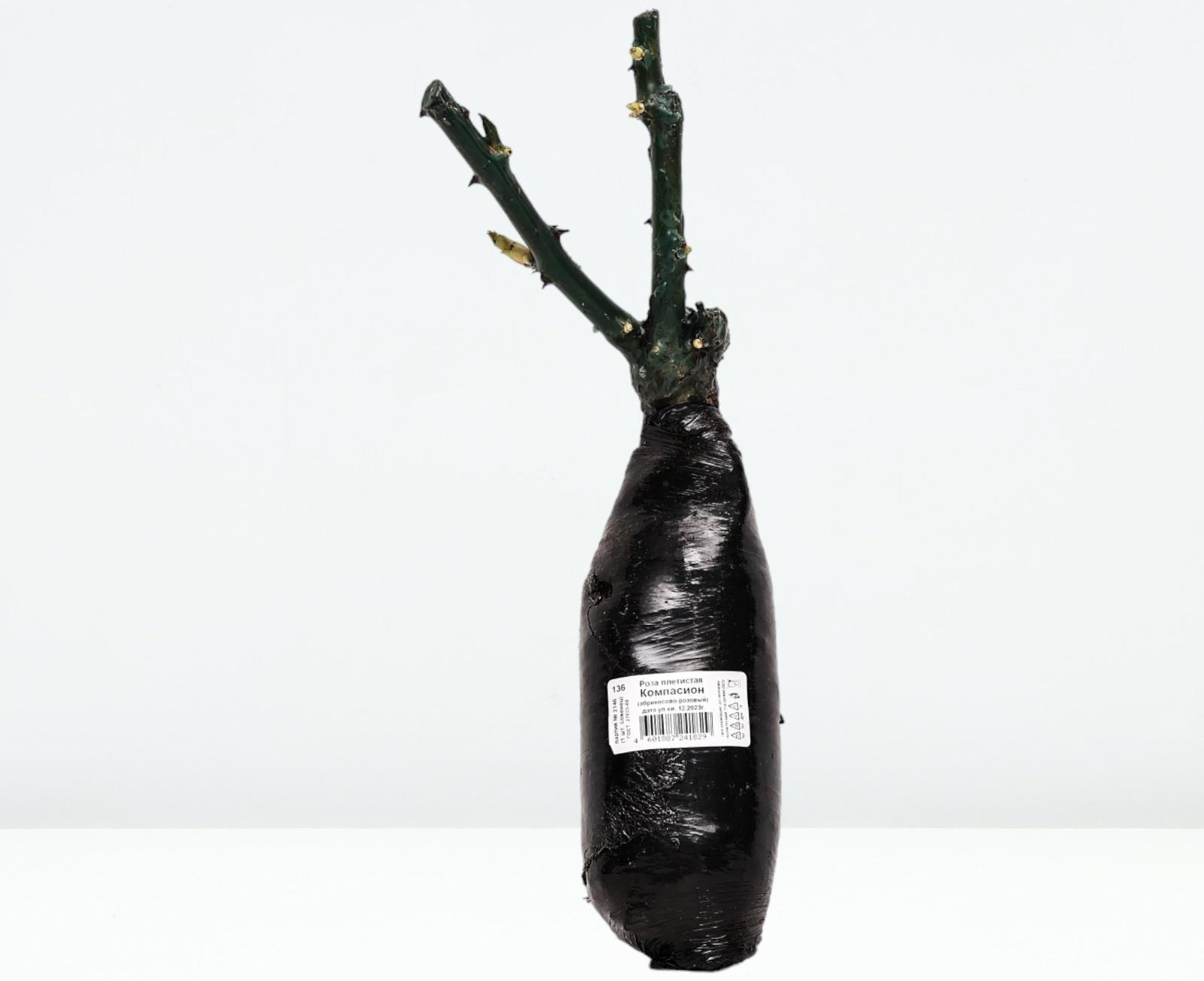 Саженец Роза плетистая 