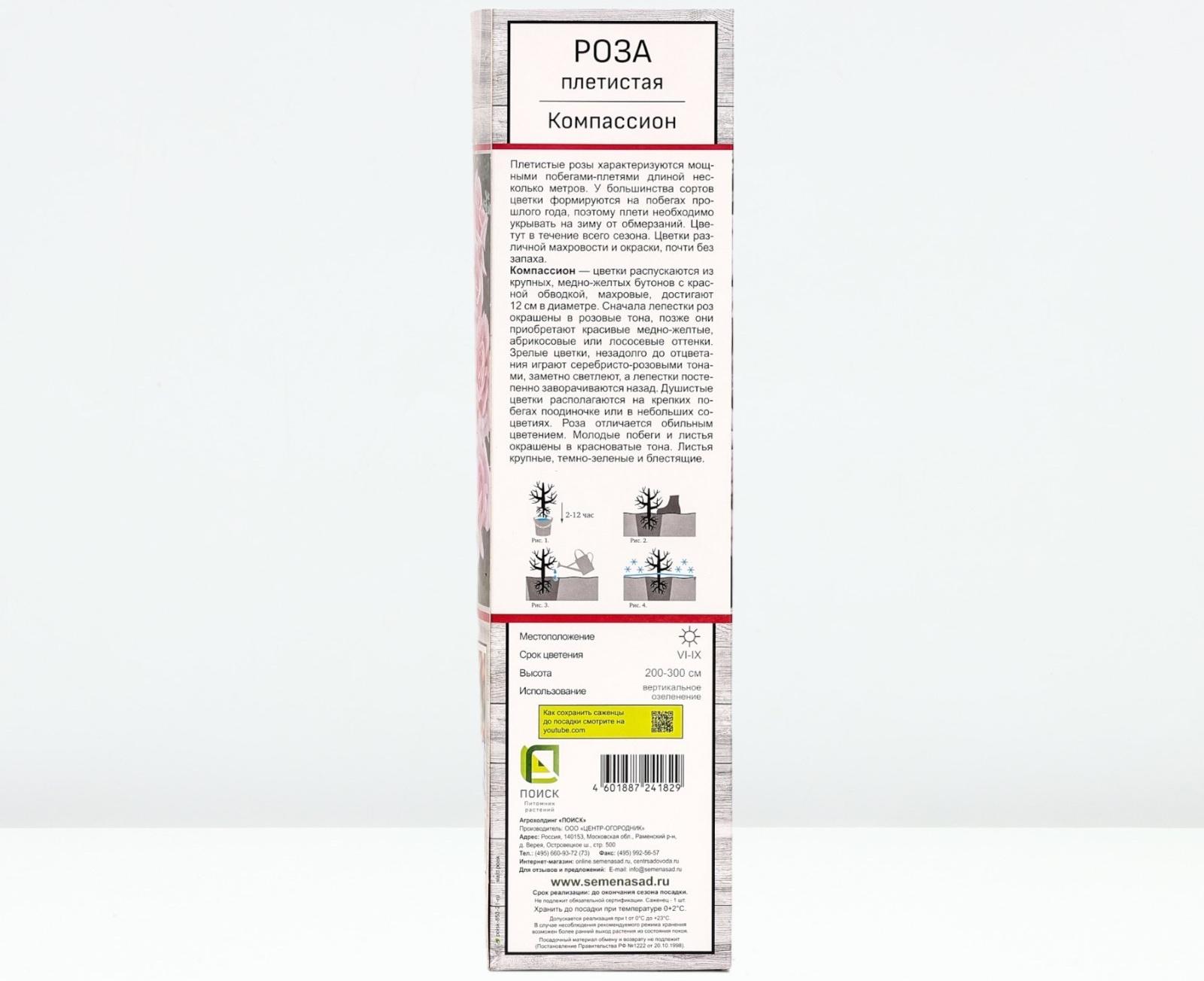 Саженец Роза плетистая 