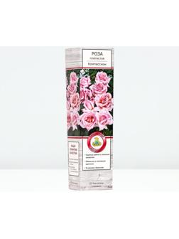 Саженец Роза плетистая 