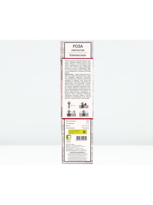 Саженец Роза плетистая 