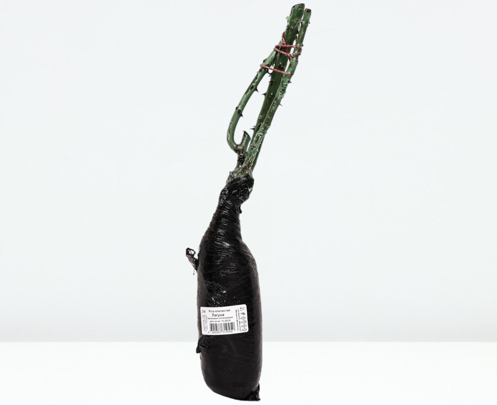 Саженец Роза плетистая 