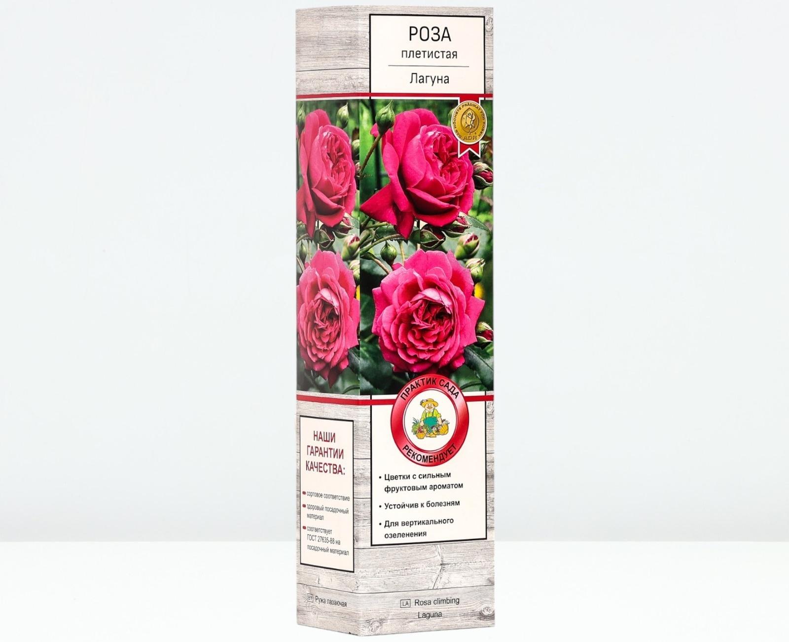 Саженец Роза плетистая 