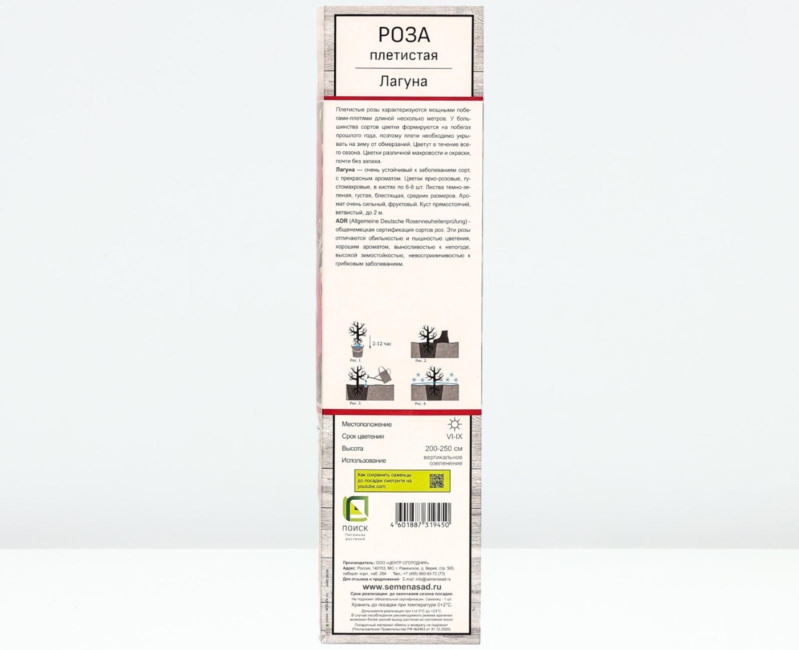 Саженец Роза плетистая 