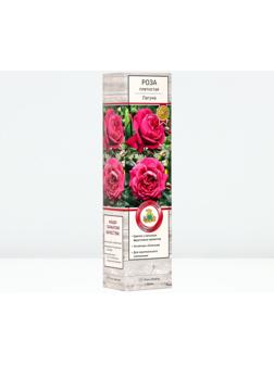 Саженец Роза плетистая 