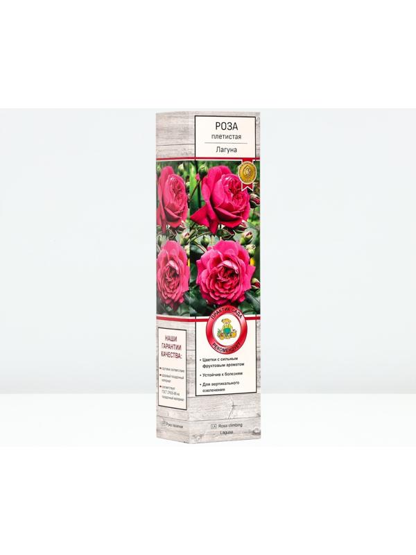 Саженец Роза плетистая 