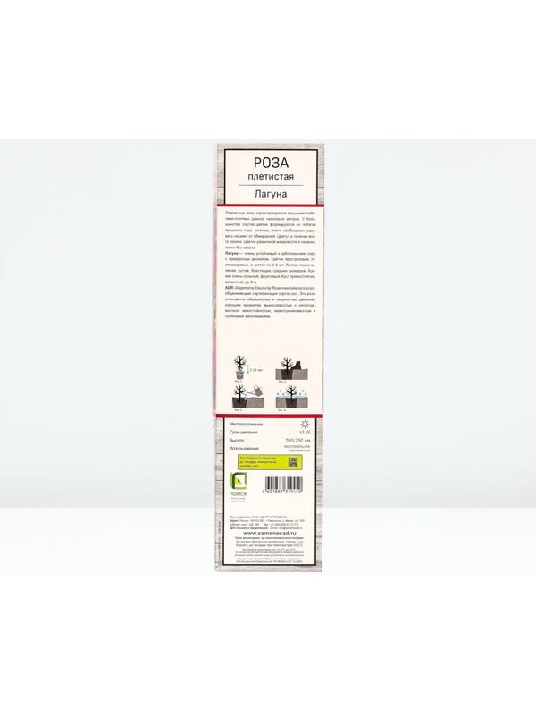 Саженец Роза плетистая 