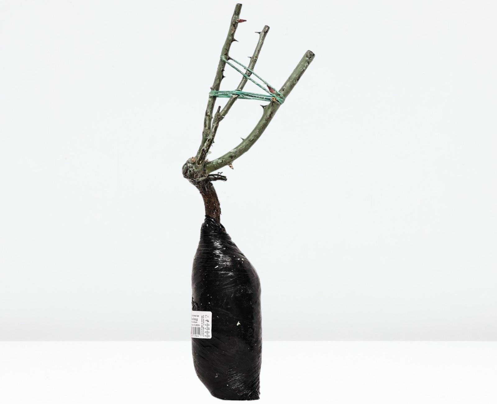 Саженец Роза плетистая 