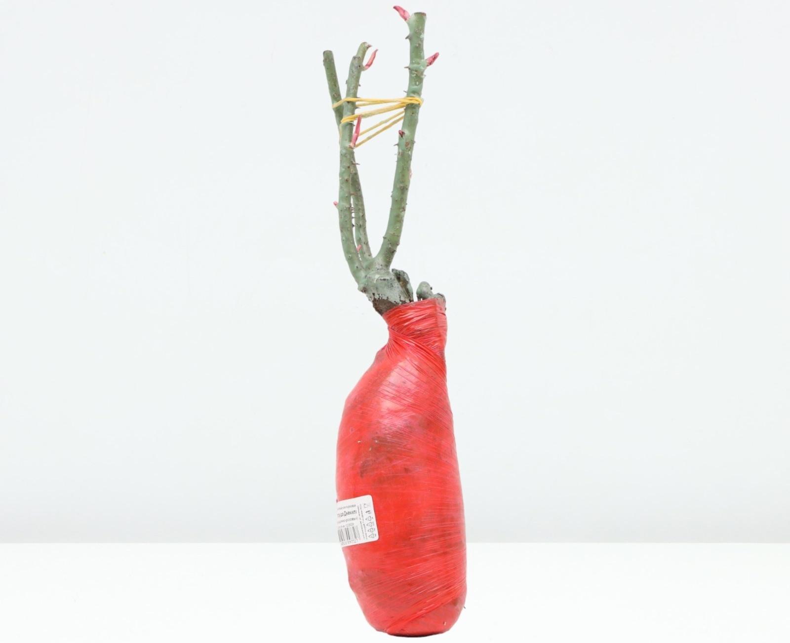 Саженец Роза английская парковая 