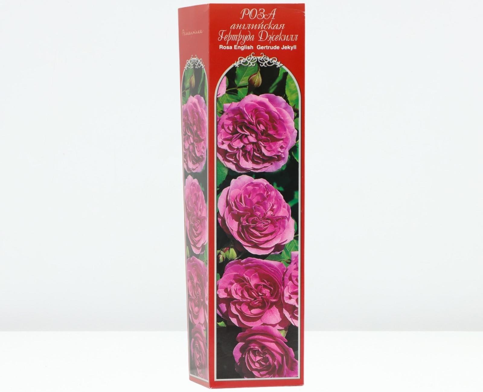 Саженец Роза английская парковая 