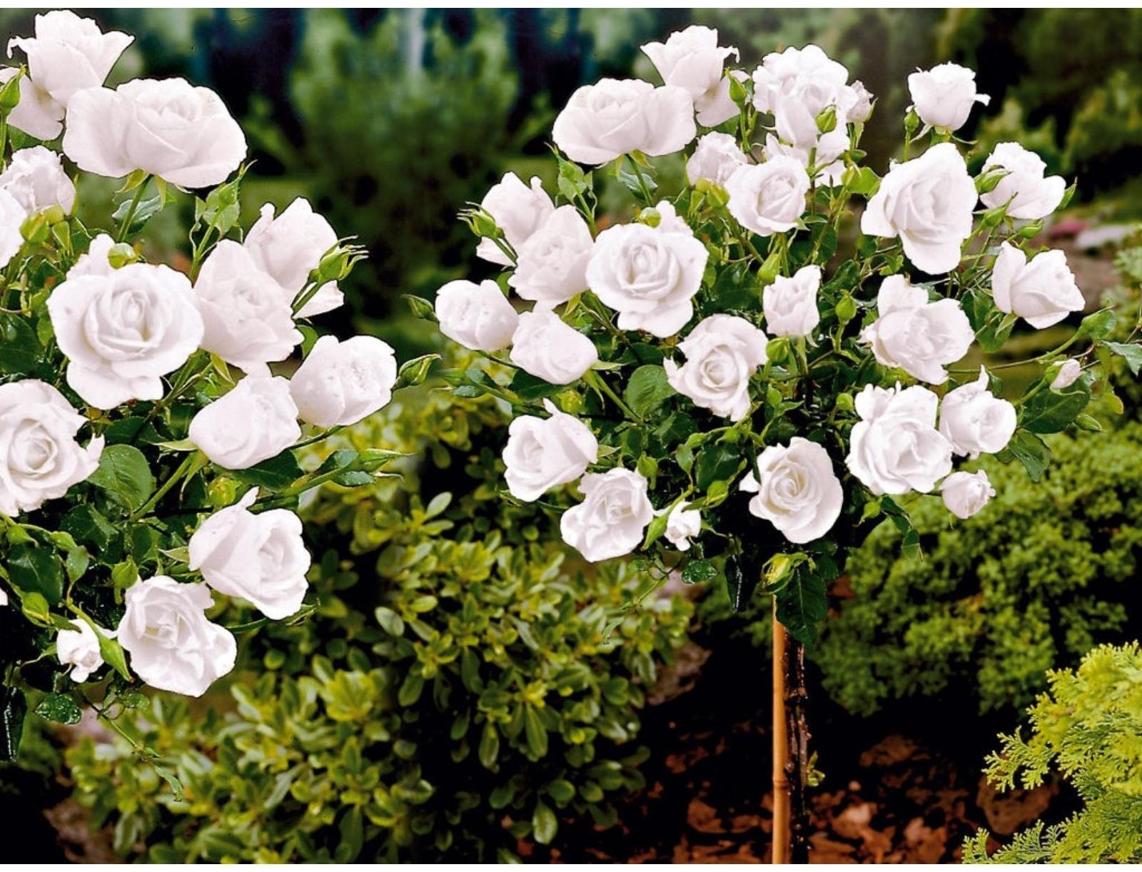 Саженец Роза штамбовая миниатюрная, H-45 