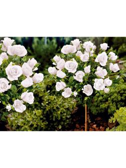 Саженец Роза штамбовая миниатюрная, H-45 