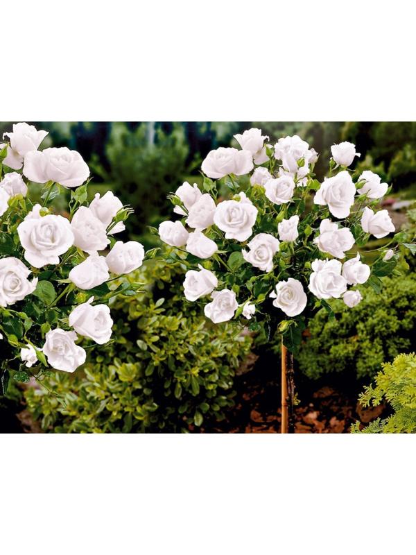 Саженец Роза штамбовая миниатюрная, H-45 