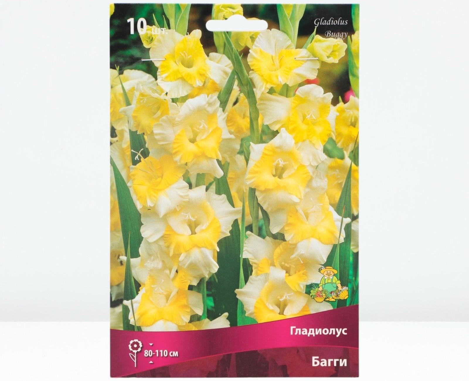 Гладиолус крупноцветковый 